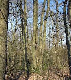 A scarce coppiced oak in Sparrow Wood, Southborough, near Bromley, providing six tall straight trunks instead of one. Clearly due for harvesting. 24 March 2011.