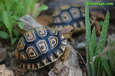 Tortuga leopardo (Stigmochelys pardalis)