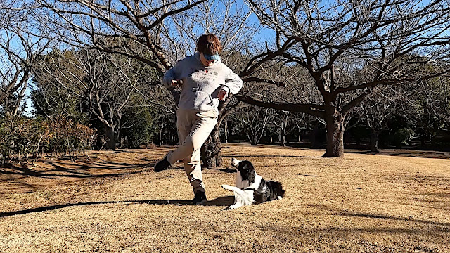 保護犬 ボーダーコリー トーマ