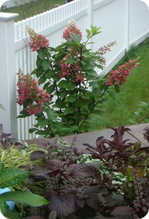 Aug-Sept 2011 187