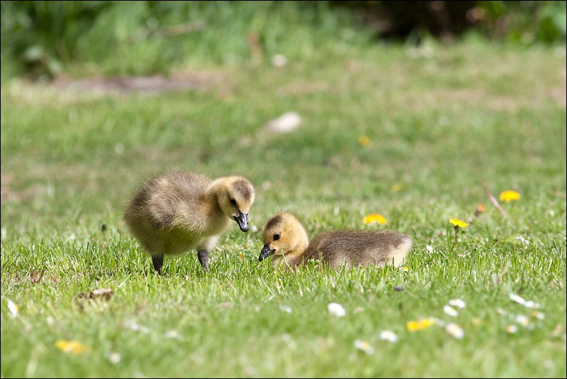 Goslings