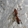 Flying Bug With Long Tail - Bug Of The Week Megarhyssa Macrurus A K A Really Big Freakin Wasp Ottawa Citizen / The pincers are used in mating, and unless it's an absolutely huge earwig and you put your little finger right in the middle of of their pincers, they won't get to you.