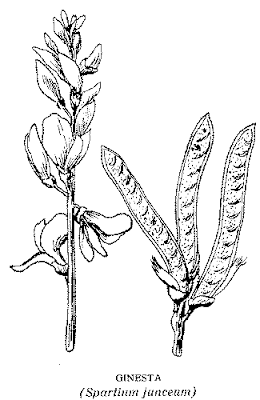 ginesta ,genesta ,ginestra, Arbust, lleguminoses, Spartium junceum