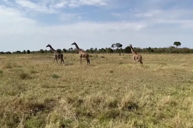giraffe masai mara game drive