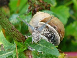 Helix (Helix) lutescens DSC43724