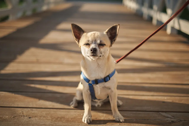 Combien de Kilomètres un Chihuahua peut-il Marcher