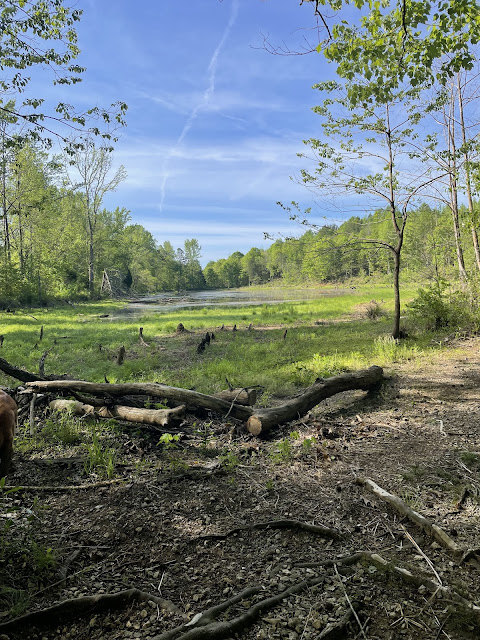 A view of the lake on Forney Creek trail from the far bench.