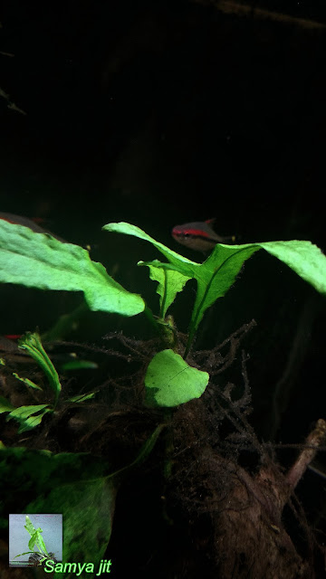 Microsoroum sp(WB) growing submerge condition in aquarium