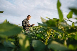 man in soybean field