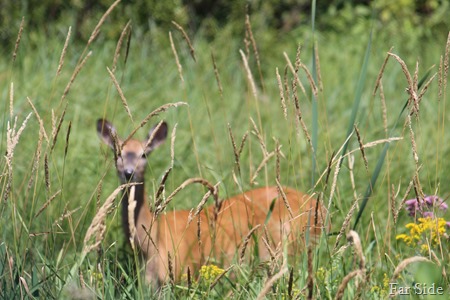 Deer close up