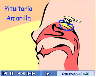 http://www.ceiploreto.es/sugerencias/animaciones/ciencias/olfato[1].swf