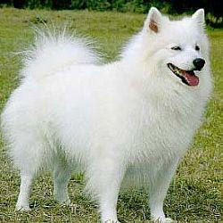 American Eskimo Dog