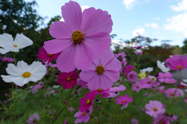 鳥取県西伯郡南部町鶴田　とっとり花回廊　秘密の花園