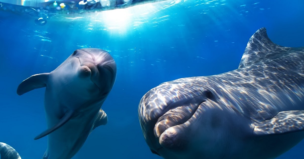 Gambar Ikan Lumba Lumba di Laut Terbaru gambarcoloring
