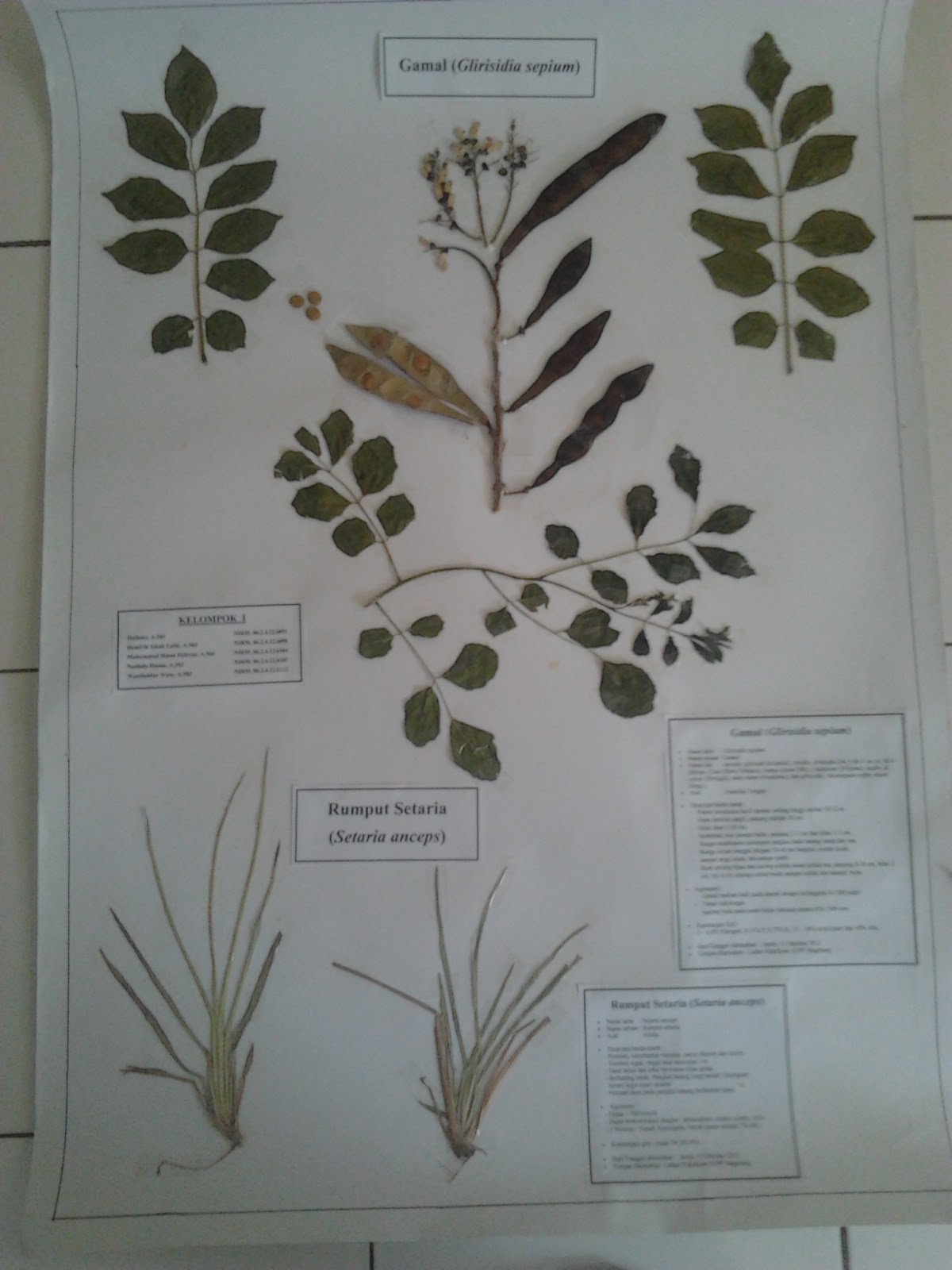 Jejak Penyuluh: Cara Membuat Herbarium