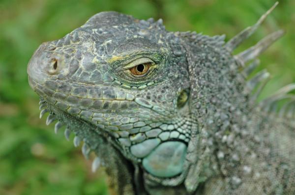 Green iguanas are so ugly they are beautiful