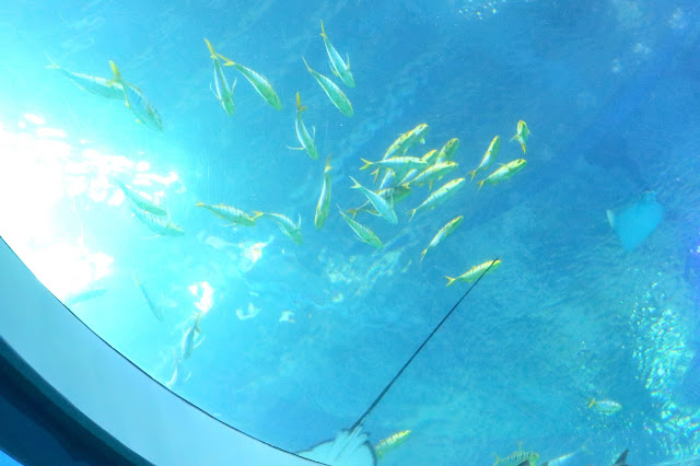 珠海長隆海洋王國．世界最大水族館