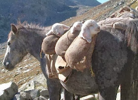Funny animals of the week - 6 December 2013 (35 pics), donkey brings baby lamb on his back
