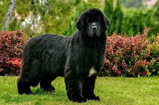 Best dogs for child