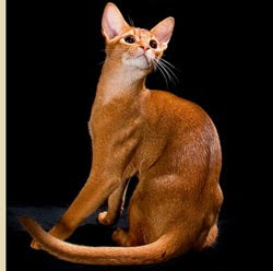 Red Abyssinian Cat - Sorrel - Cinnamon