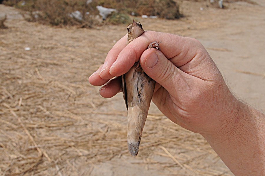 Savi's Warbler Alba Marsh 