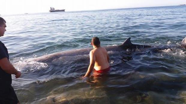 Κρήτη: Αυτή είναι η φάλαινα των 5 μέτρων που βγήκε στην ακτή – Η εξήγηση των ειδικών [pics]
