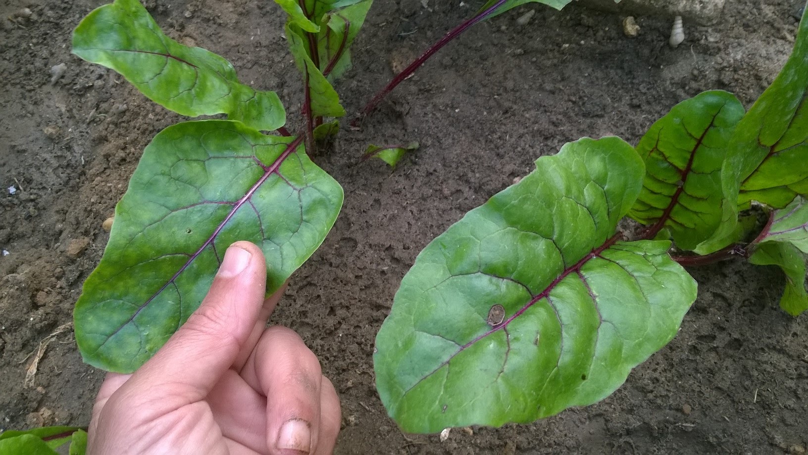 Beet greens are the young, leafy tops of the beetroot plant. Beet tops carry more minerals, vitamins, and health-benefiting pigment antioxidants than its taproot, and yet they come as one of the very low calories leafy-greens.