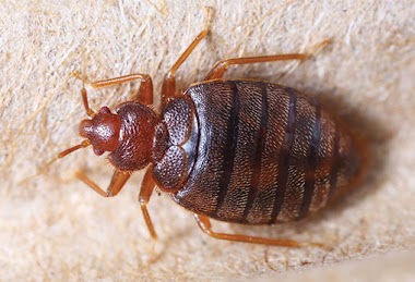 Protect Your Family Against the Bed Bug Infestation