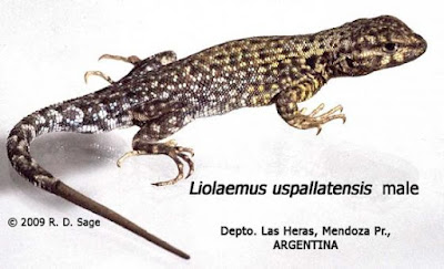 Lagartija de Uspallata (Liolaemus uspallatensis)