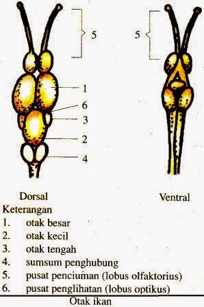Sistem Saraf Pada Hewan (Vertebrata dan Avertebrata) sistim sarafnya adalah saraf pusat dan saraf tepi Sistem Saraf Pada Hewan (Vertebrata dan Avertebrata)