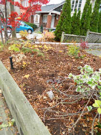 Bedford Park Fall Cleanup Front Yard After by Paul Jung Gardening Services--a Toronto Organic Gardening Company