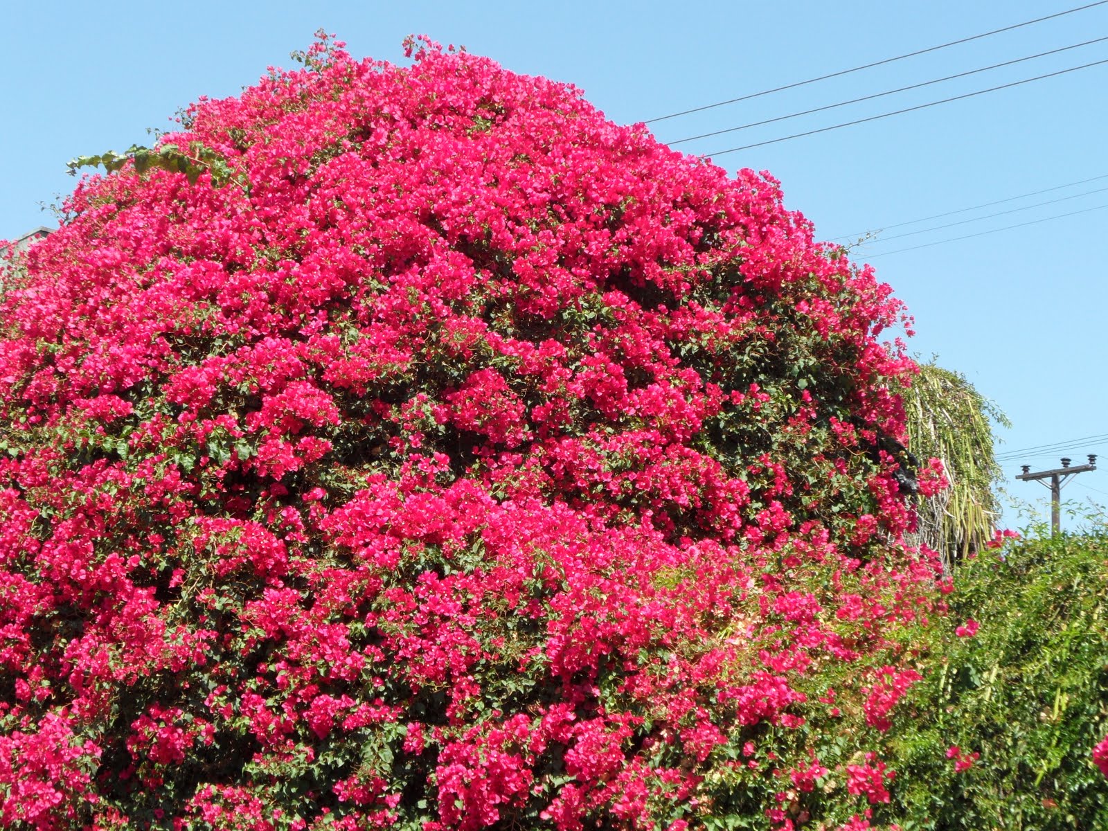 Stay in Oceanside: Palm Trees  Gorgeous Flowers!