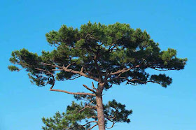 pine, tree, nature, Okinawa