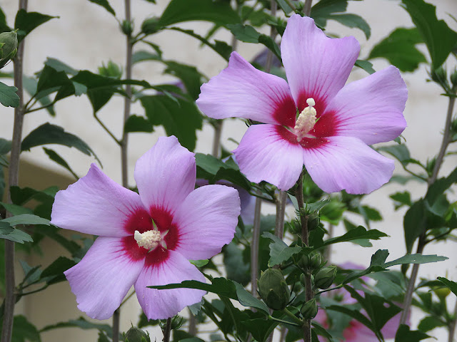 Hibiscus syriacus, Viale Fabbricotti, Livorno