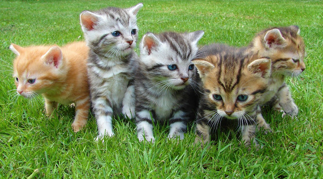 5 Kätzchen spielen zusammen