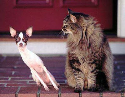 Dog Fails Seen On lolpicturegallery.blogspot.com