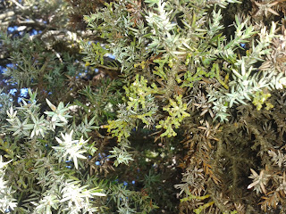 Color hoja enebro y planta parásita. Foto Pedro de Hoz