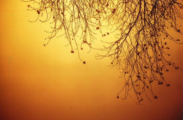 Redscale, tree, branch, lomography, LC-A