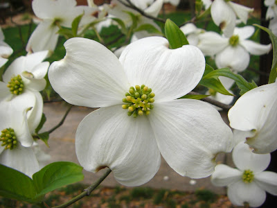 dogwood white blooms