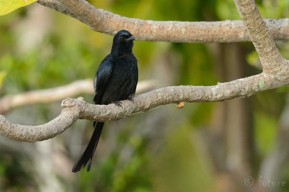 Nurmdrongo, Dicrurus macrocercus harterti, Black Drongo