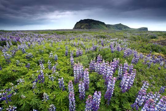 The Purple 
Power Stunning Photography Feature