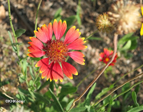 blanket flower, Gaillardia