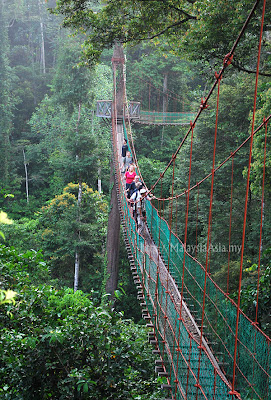 Canopy Walk At Danum Valley Sabah Malaysia Asia