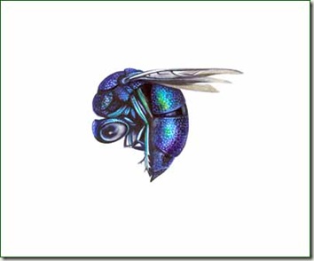 sweat bee