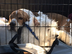 Basset using Westie for pillow