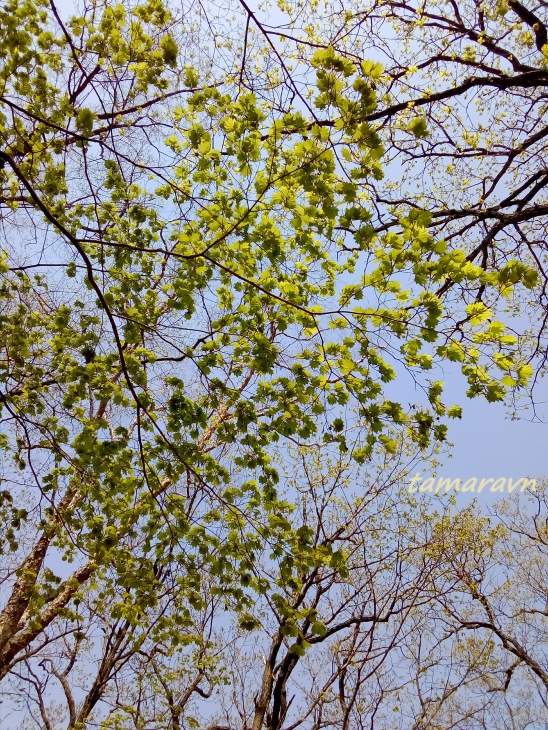 Клён ложнозибольдов (Acer pseudosieboldianum)