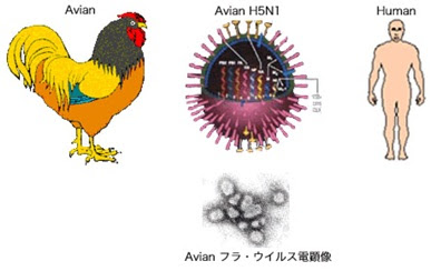 Virus flu burung