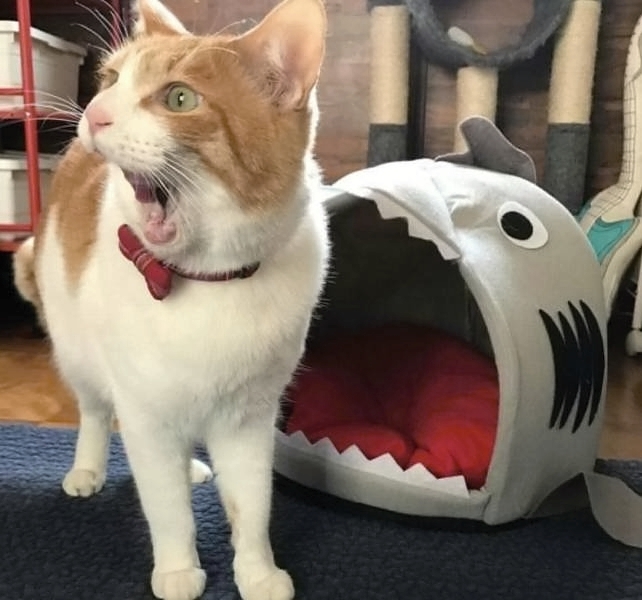 Witziges Katzenbild Maul weit aufmachen Spassbilder Lustige Bilder zum lachen Internet, Lustiges, Lustiges über das Leben