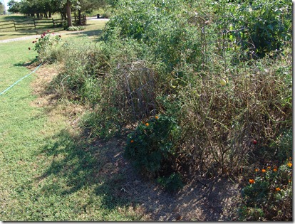 misc and last of garden 019