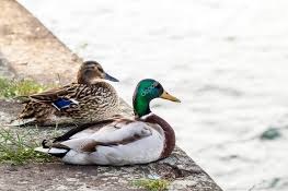 Pimple and male duck